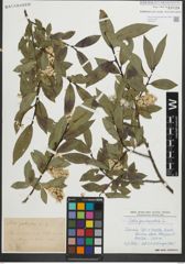 Foto von Salix pentandra L.